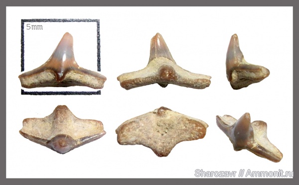 мел, зубы, зубы акул, Squatina, кампан, Волгоград, морской ангел, Squatina hassei, Cretascyllium, Campanian, Cretaceous, teeth, shark teeth