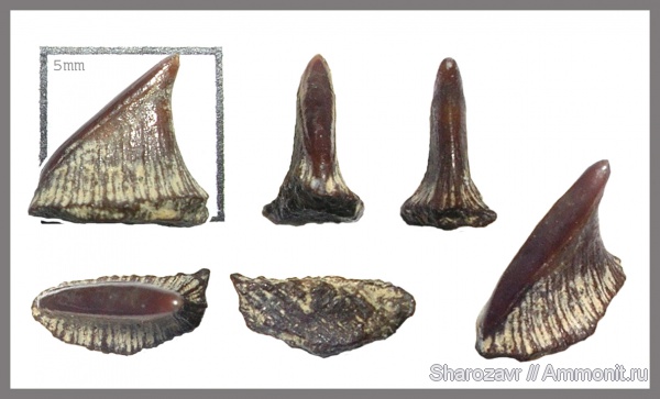 мел, кампан, Волгоград, Campanian, Cretaceous, dermal denticle