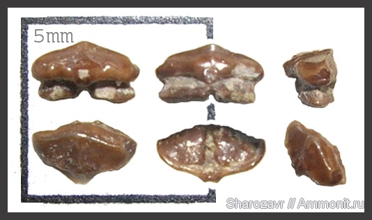 рыбы, зубы, зубы акул, кампан, Волгоград, пилоносые акулы, Micropristis, Campanian, fish, teeth, shark teeth