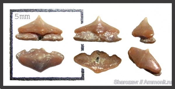 рыбы, зубы, зубы акул, кампан, Волгоград, пилоносые акулы, Micropristis, Campanian, fish, teeth, shark teeth