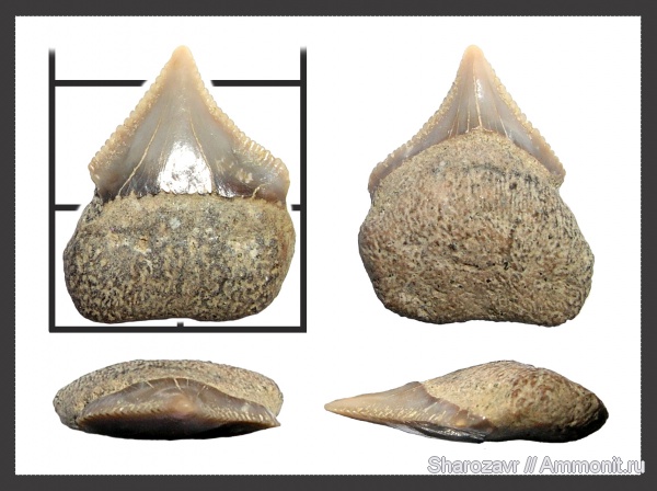 мел, зубы, Squalicorax, зубы акул, кампан, Волгоград, симфизные зубы, Campanian, Cretaceous, teeth, shark teeth