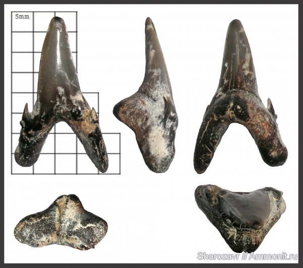 палеоген, зубы, эоцен, акулы, зубы акул, Jaekelotodus, Jaekelotodus trigonalis, Волгоград, teeth, shark teeth, sharks