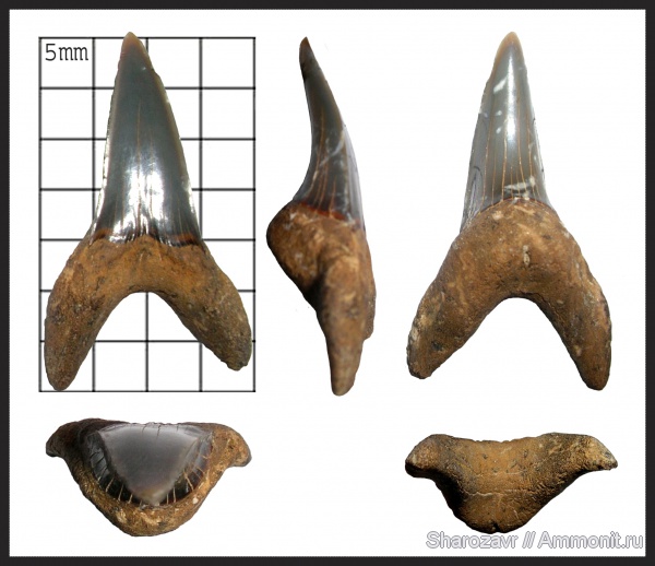 палеоген, зубы, эоцен, акулы, зубы акул, Macrorhizodus, Волгоград, teeth, shark teeth, sharks