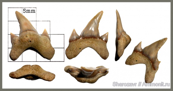 рыбы, зубы, зубы акул, Archaeolamna, кампан, Волгоград, Campanian, fish, teeth, shark teeth