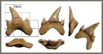 Archaeolamna kopingensis (верхний боковой)