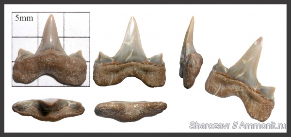 рыбы, зубы, Cretalamna, зубы акул, Cretalamna appendiculata, кампан, Волгоград, Campanian, Cretalamna sarcoportheta, fish, teeth, shark teeth