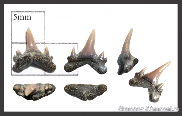 рыбы, зубы, Eostriatolamia, зубы акул, кампан, Волгоград, Campanian, fish, teeth, shark teeth