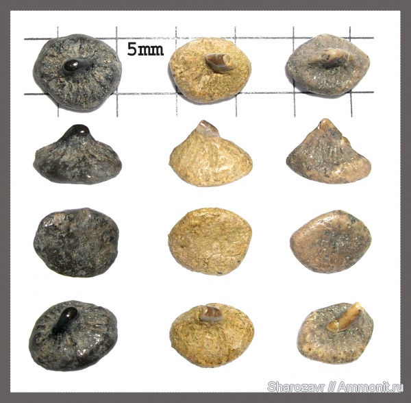 рыбы, палеоцен, скаты, шипы, Волгоград, камышинская свита, fish, dermal denticle