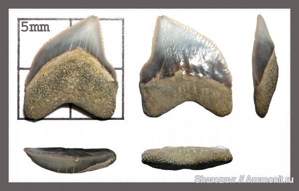 рыбы, зубы, Squalicorax, зубы акул, ?, кампан, Волгоград, Campanian, fish, teeth, shark teeth