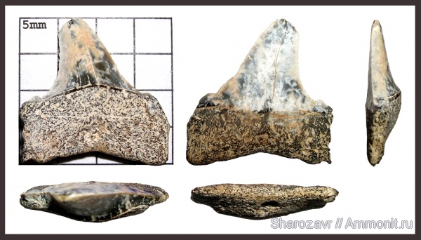 эоцен, зубы акул, верхний эоцен, Macrorhizodus, Волгоград, Upper Eocene, shark teeth