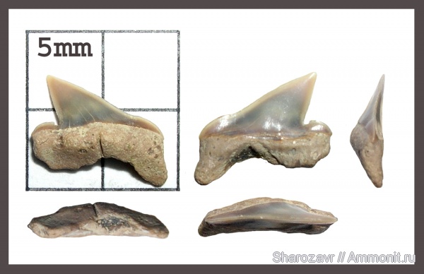 рыбы, зубы, зубы акул, Pseudocorax, кампан, Волгоград, Pseudocorax laevis, Campanian, fish, teeth, shark teeth