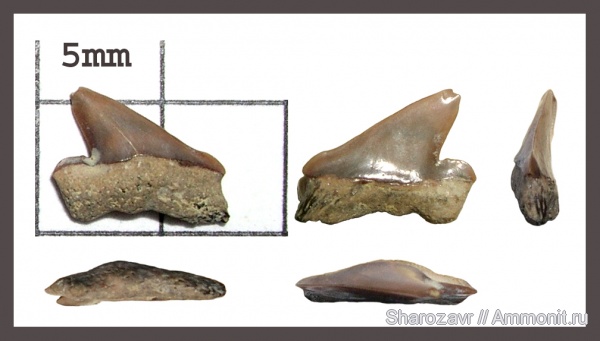 рыбы, зубы, зубы акул, Pseudocorax, кампан, Волгоград, Pseudocorax granti, Campanian, fish, teeth, shark teeth