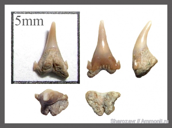 рыбы, зубы, зубы акул, ?, Scyliorhinus, кампан, Волгоград, Campanian, fish, teeth, shark teeth