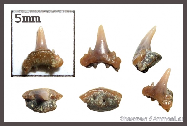 рыбы, зубы, зубы акул, ?, Synechodus, кампан, Волгоград, Campanian, fish, teeth, shark teeth