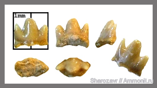 рыбы, зубы, зубы акул, кампан, Волгоград, Campanian, fish, teeth, shark teeth