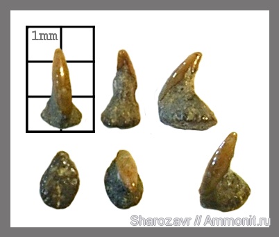 рыбы, скаты, кампан, Волгоград, кожный шип, Campanian, fish, dermal denticle