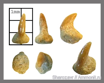 рыбы, скаты, кампан, Волгоград, кожный шип, Campanian, fish, dermal denticle