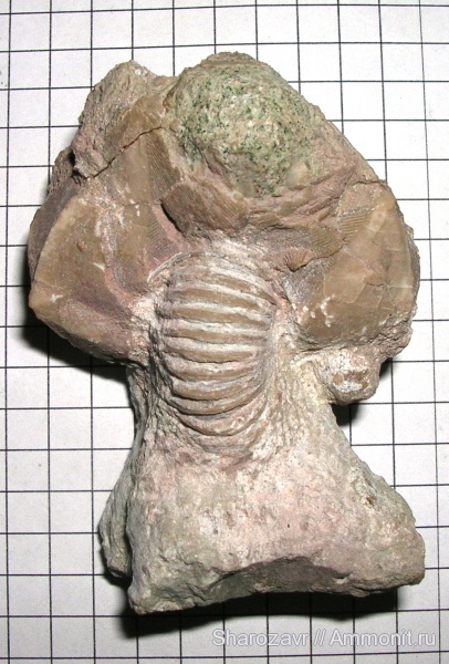 иглокожие, ордовик, Путиловский карьер, Cheirocrinidae, Ordovician