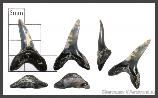 эоцен, зубы акул, верхний эоцен, Isurolamna, Волгоград, isurolamna gracilis, Upper Eocene, shark teeth