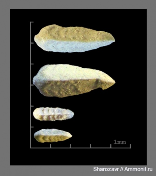 эоцен, Foraminifera, Волгоград, Clavulinoides Szaboi, Clavulina Colomi
