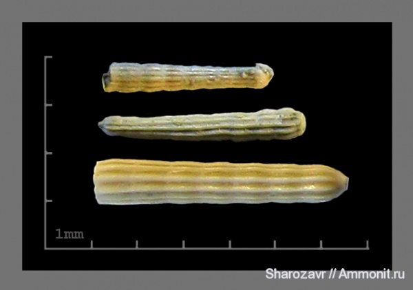 эоцен, одноклеточные, фораминиферы, Foraminifera, Волгоград