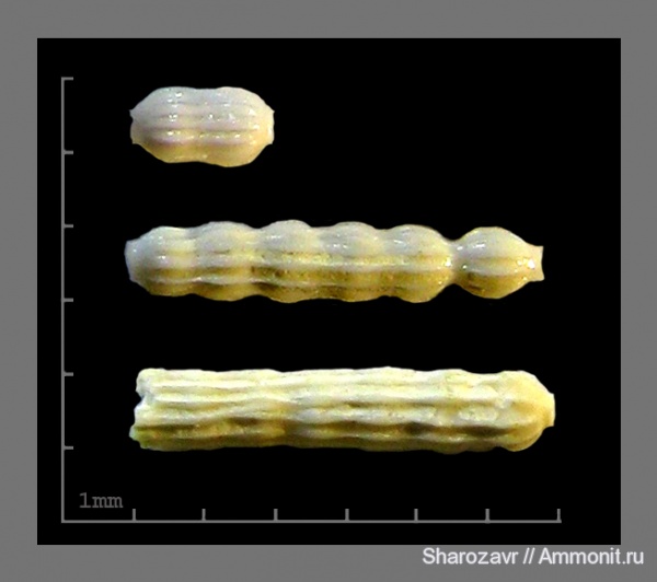 эоцен, одноклеточные, фораминиферы, Foraminifera, Волгоград