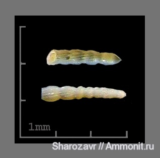 эоцен, одноклеточные, фораминиферы, Foraminifera, Волгоград