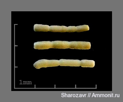 эоцен, одноклеточные, фораминиферы, Foraminifera, Волгоград