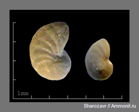 эоцен, одноклеточные, фораминиферы, Foraminifera, Волгоград