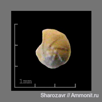 эоцен, одноклеточные, фораминиферы, Foraminifera, Волгоград