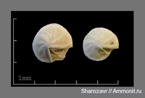 эоцен, одноклеточные, фораминиферы, Foraminifera, Волгоград