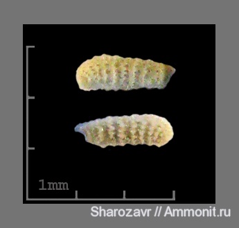 эоцен, одноклеточные, фораминиферы, Foraminifera, Волгоград, vaginulina