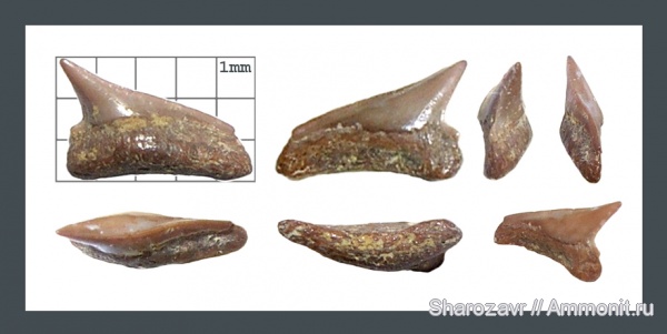 рыбы, зубы, зубы акул, кампан, Microcorax, Волгоград, Nanocorax microserratodon, Campanian, fish, teeth, shark teeth