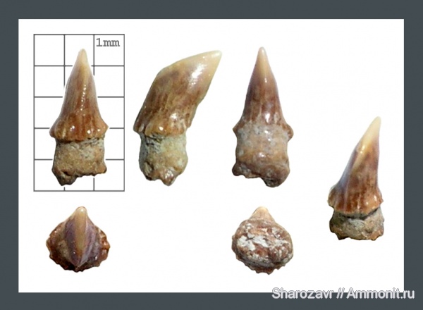 рыбы, зубы, зубы акул, кампан, Волгоград, Micropristis, ростральный зуб, Sclerorhynchidae, Campanian, fish, teeth, shark teeth