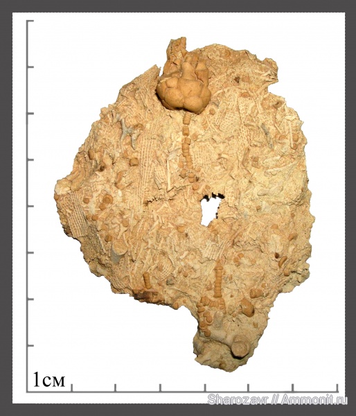 морские лилии, карбон, Гжель, гжельский ярус, Волгоград, Apographiocrinus