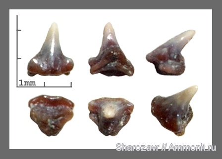 рыбы, зубы, зубы акул, кампан, Волгоград, Chiloscyllium, Campanian, fish, teeth, shark teeth