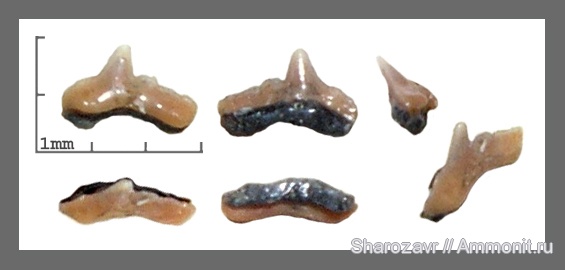 рыбы, зубы, зубы акул, ?, кампан, Heterodontus, Волгоград, Campanian, fish, teeth, shark teeth