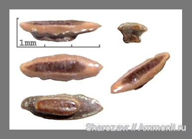 рыбы, кампан, Волгоград, плакоидная чешуя, Campanian, fish