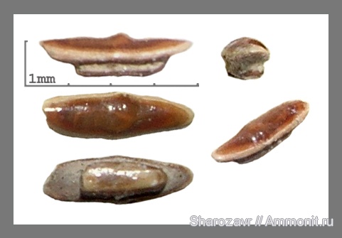 рыбы, кампан, Волгоград, плакоидная чешуя, Campanian, fish