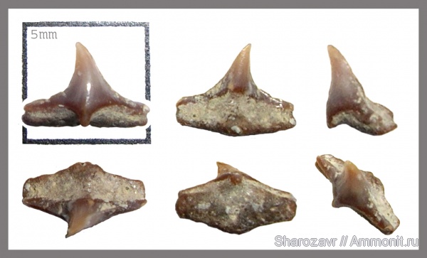 рыбы, зубы, зубы акул, Squatina, кампан, Волгоград, Squatina hassei, Campanian, fish, teeth, shark teeth