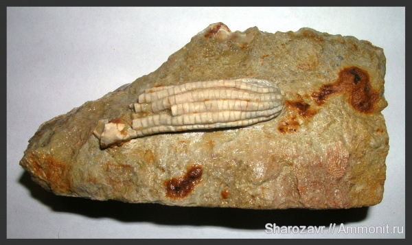 морские лилии, карбон, Гжель, гжельский ярус, Волгоград, Apographiocrinus