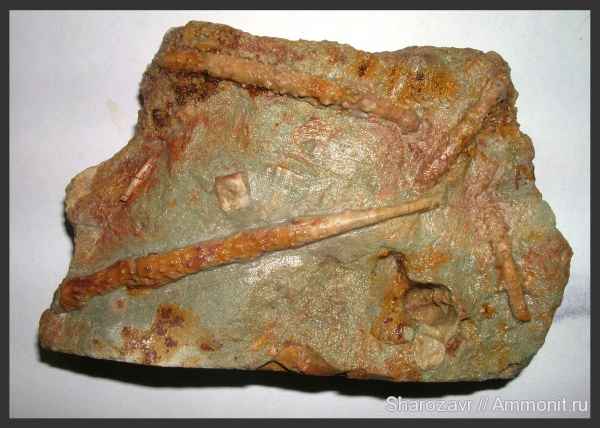 морские ежи, карбон, Гжель, гжельский ярус, Волгоград