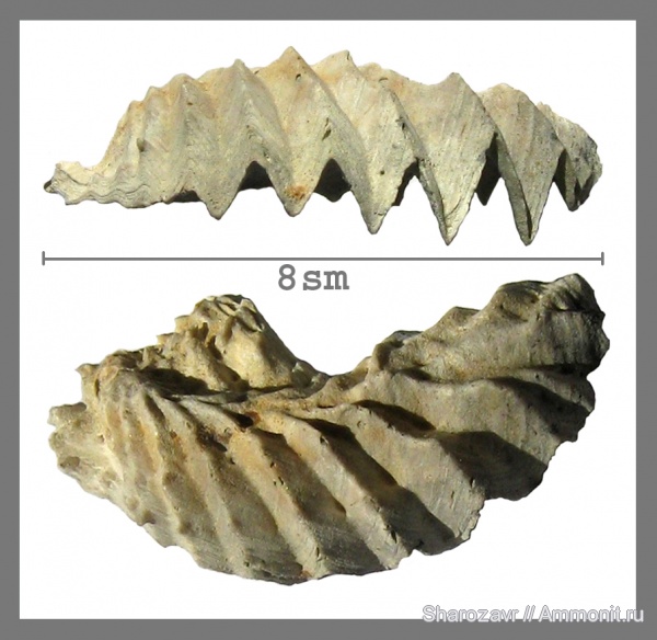 моллюски, мел, двустворчатые моллюски, Lopha, сеноман, Волгоград, Cenomanian, Cretaceous