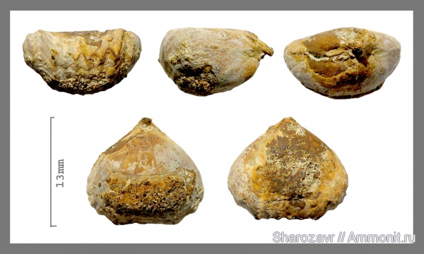 брахиоподы, мел, сеноман, Rhynchonellida, Волгоград, Cenomanian, Cretaceous