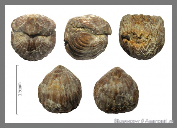 брахиоподы, мел, сеноман, Rhynchonellida, Волгоград, Cenomanian, Cretaceous