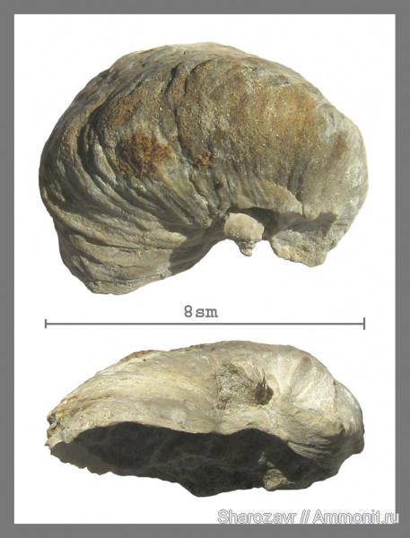 моллюски, мел, двустворчатые моллюски, Gryphaea, сеноман, Amphidonta, Волгоград, Cenomanian, Cretaceous