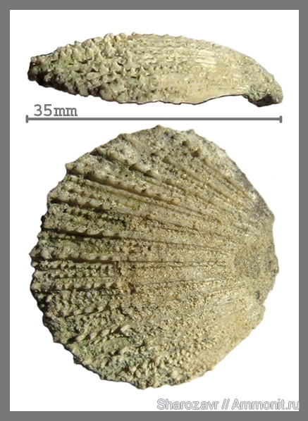 моллюски, мел, двустворчатые моллюски, сеноман, Волгоград, Cenomanian, Cretaceous, Pecten asper