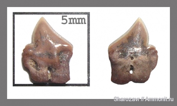 рыбы, акулы, зубы акул, Волгоград, Dalatiidae, Dalatias, Squaliodalatias, fish, shark teeth, sharks