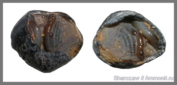 брахиоподы, моллюски, карбон, brachiopoda, Волгоград