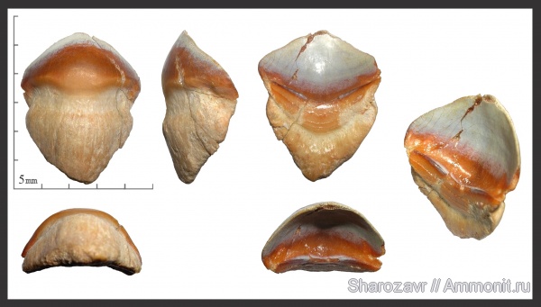 карбон, рыбы, зубы, Petalodus, Волгоград, fish, teeth